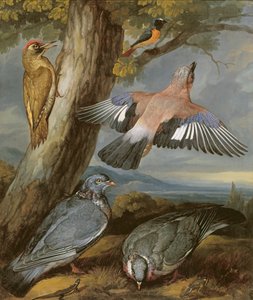 Jay, Yeşil Ağaçkakan, Güvercinler ve Redstart, c.1650